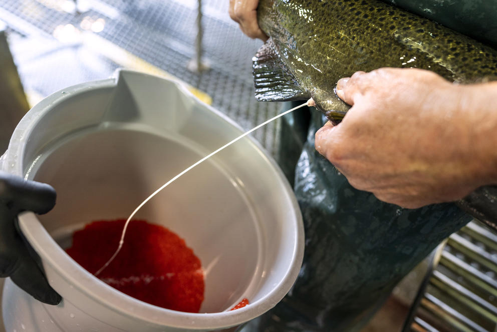 A worker fertilizes a bucket of salmon roe with salmon sperm