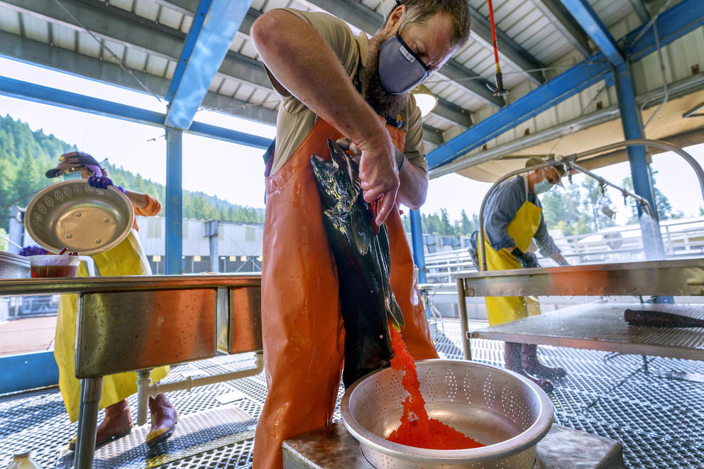 A hatchery worker empties roe from a salmon into a bucket