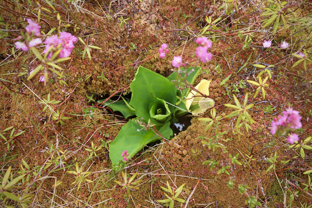 A leafy plant growing among flowering shrub and mosses