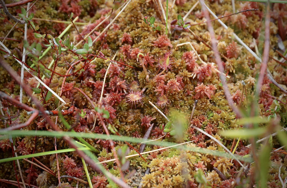 Closeup of small carnivorous plants