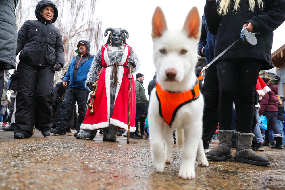 A small white dog is out of focus in the foreground as a Krampus walks behind it