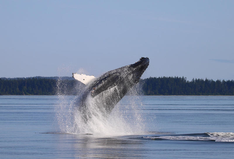 A humpback whale breaches in the Salish Sea