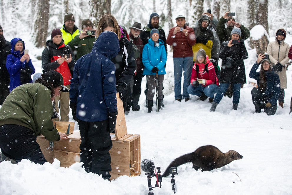 A fisher escapes from a transport box into a snowy clearing, surrounded by adults and children.