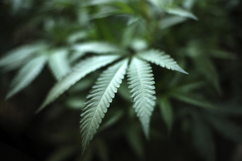 A marijuana leaf