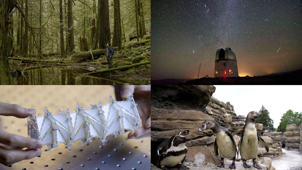 Four pictures: A man standing in a mossy forest, a space observatory, penguins, and hands holding an origami model