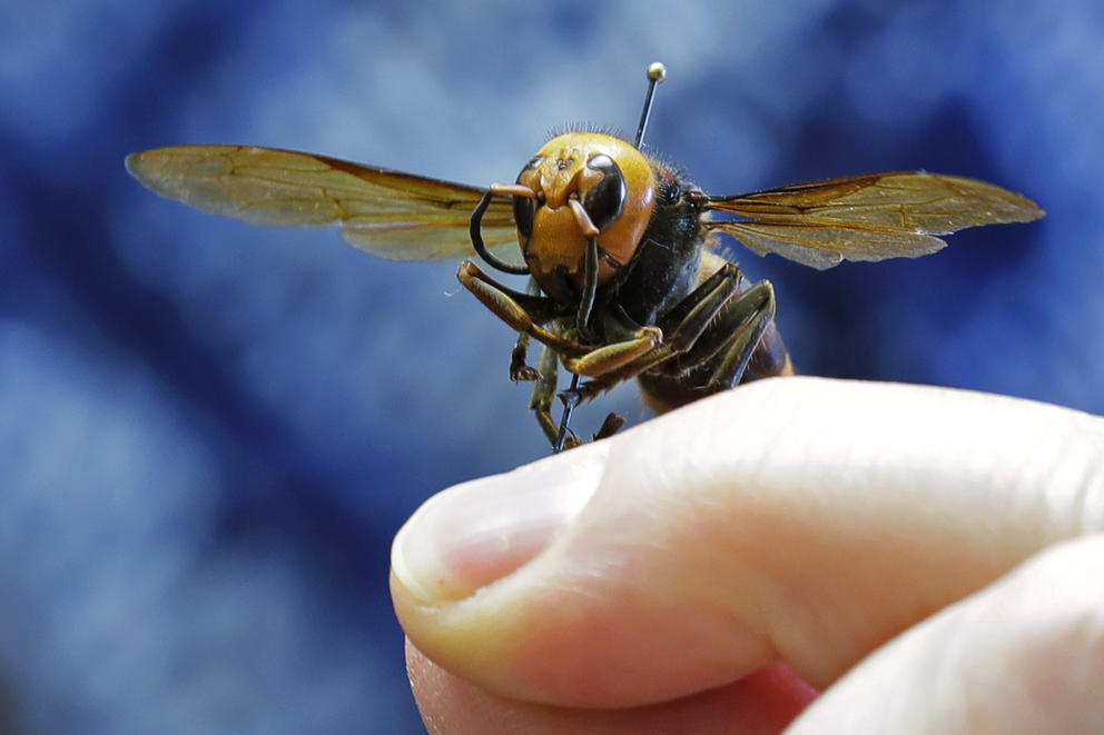 Asian giant hornet perched on human finger