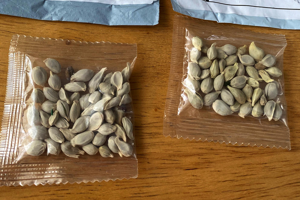 Two packages of unlabeled plant seeds on a wooden table