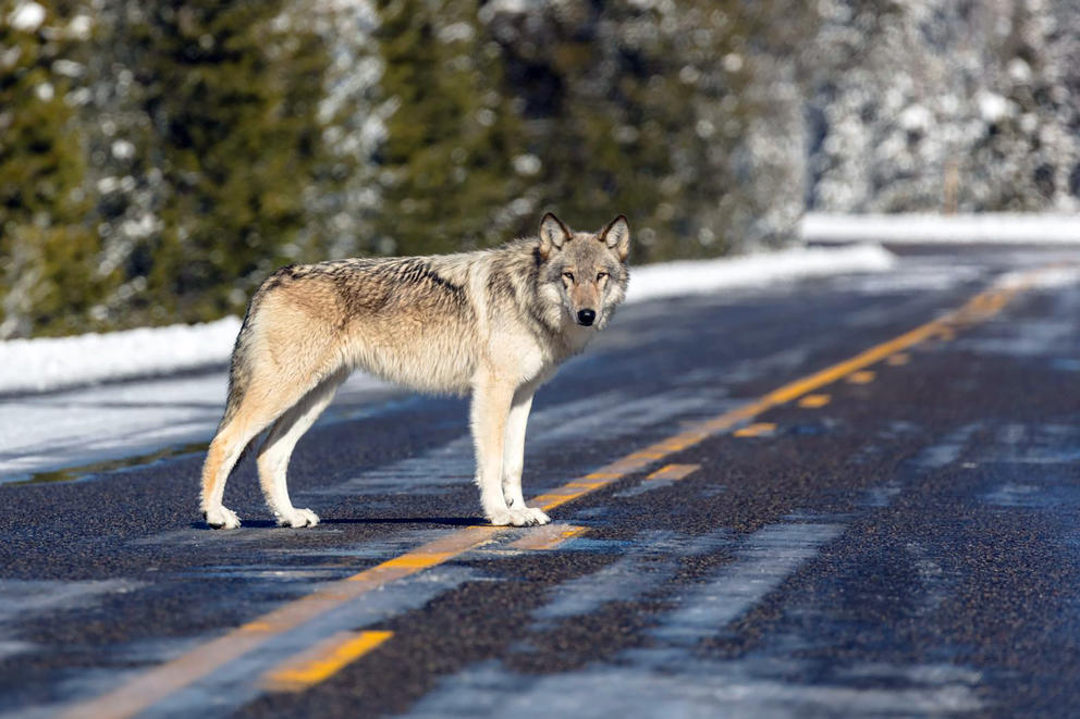 Wolf in the road