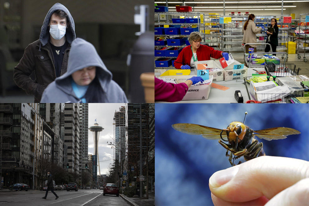 Four photos: A man wearing a mask, a woman sorting ballots, downtown Seattle and a murder hornet.