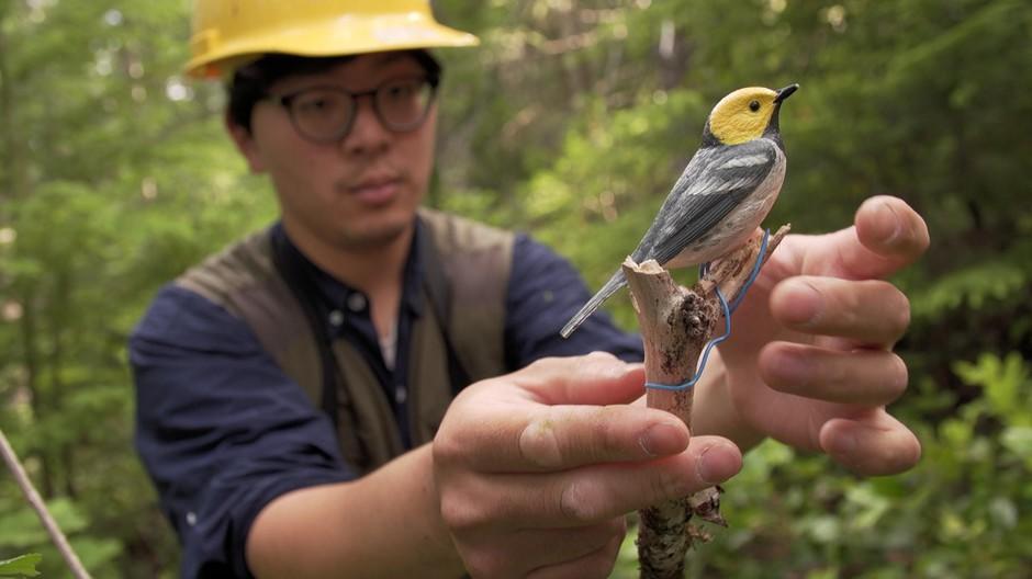 scientist with hermit warbler decoy