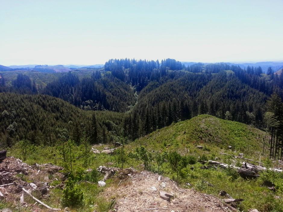 A forest viewed from a hillside