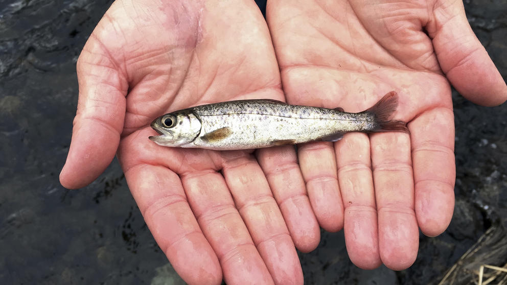A young salmon