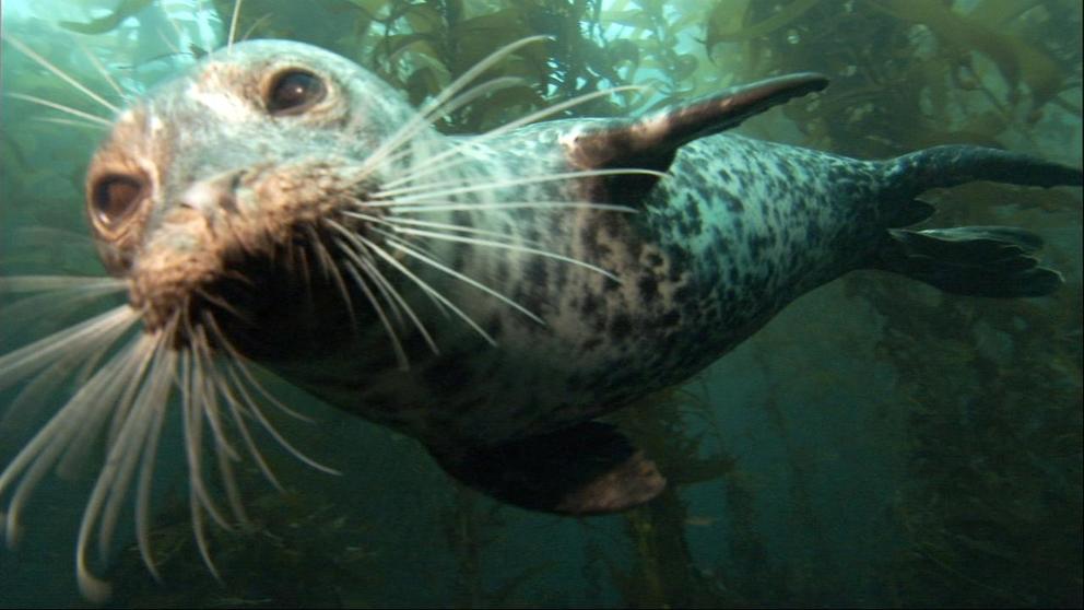 harbor seal in the ocean near kelp