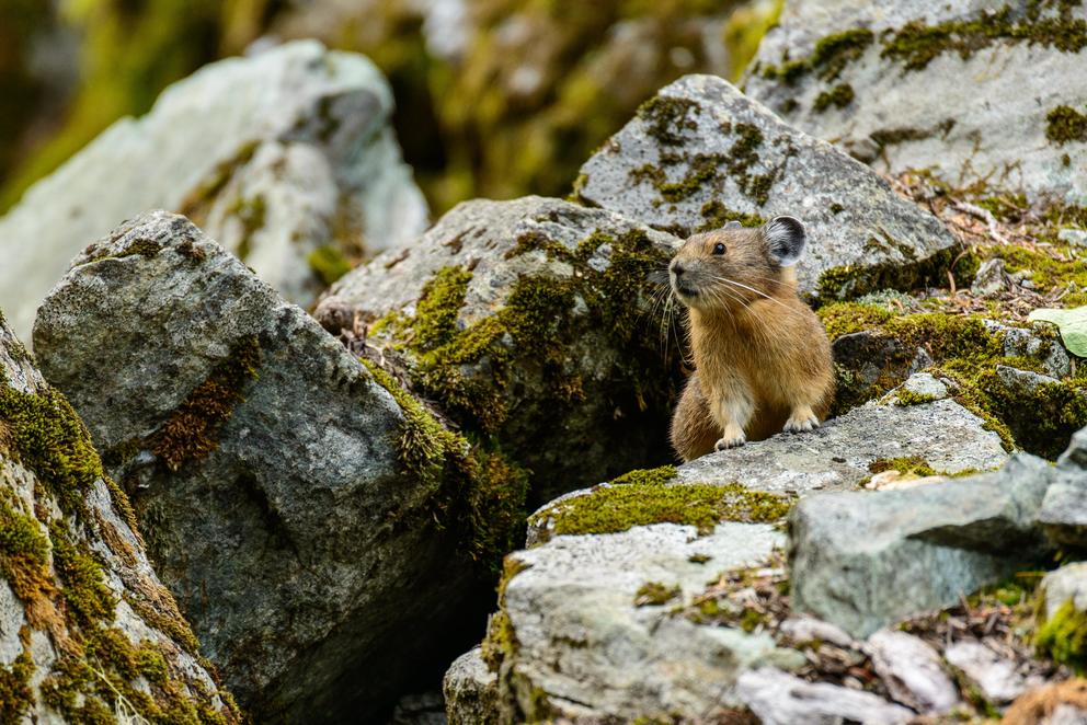 Pika emerges from burrow
