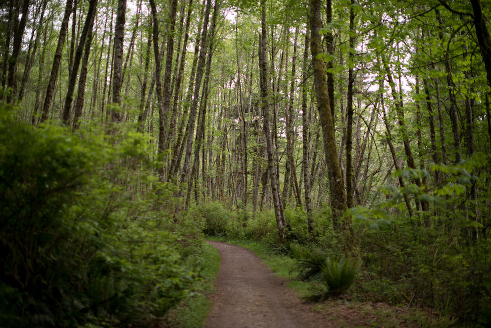 A trail on Cougar Mountain