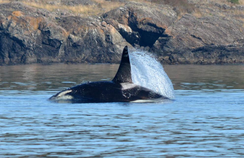 Orca SRKW -J27 Blackberry - Chasing Salmon