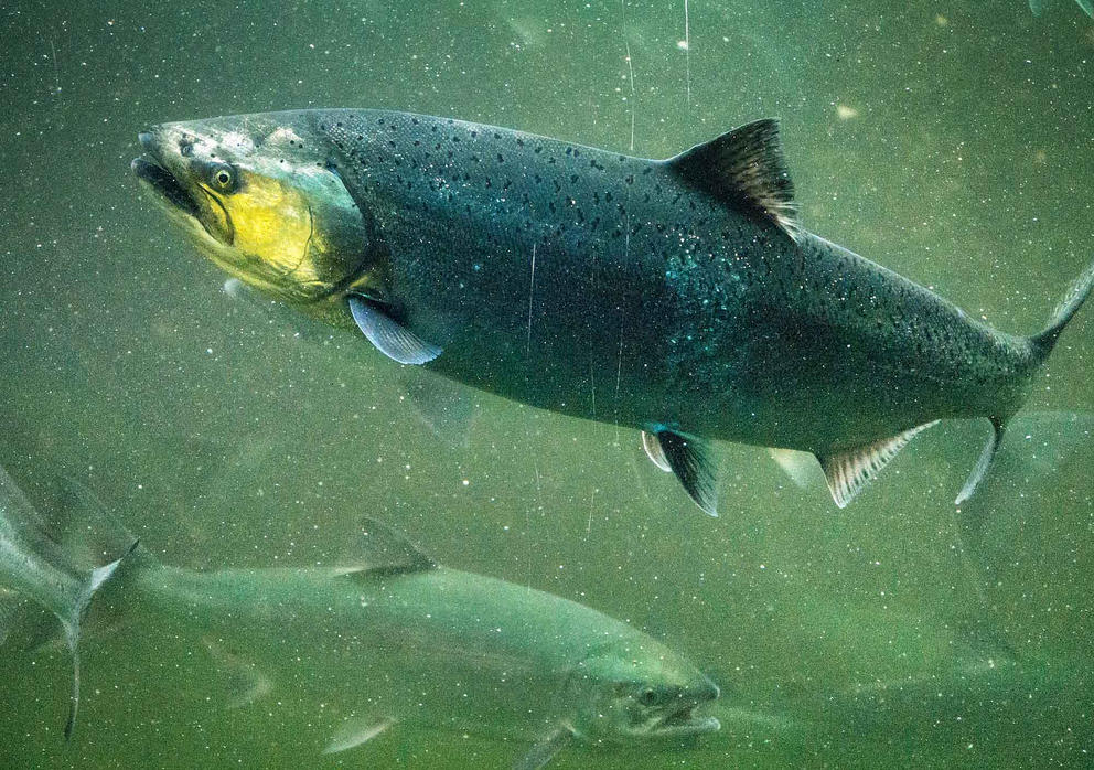 Puget Sound chinook salmon