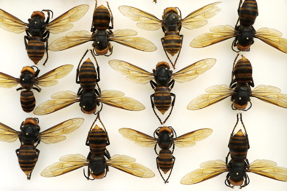 Insects commonly known as Asian giant hornets arranged in rows 