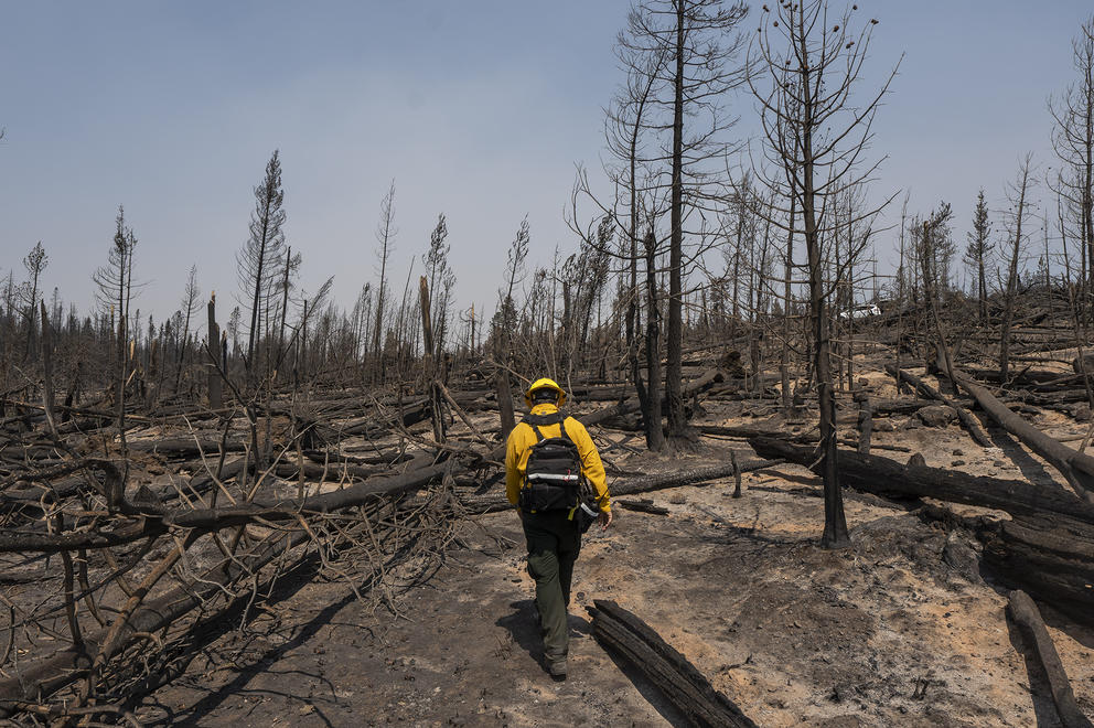 Firefighter in yellow shirt walks near burned trees