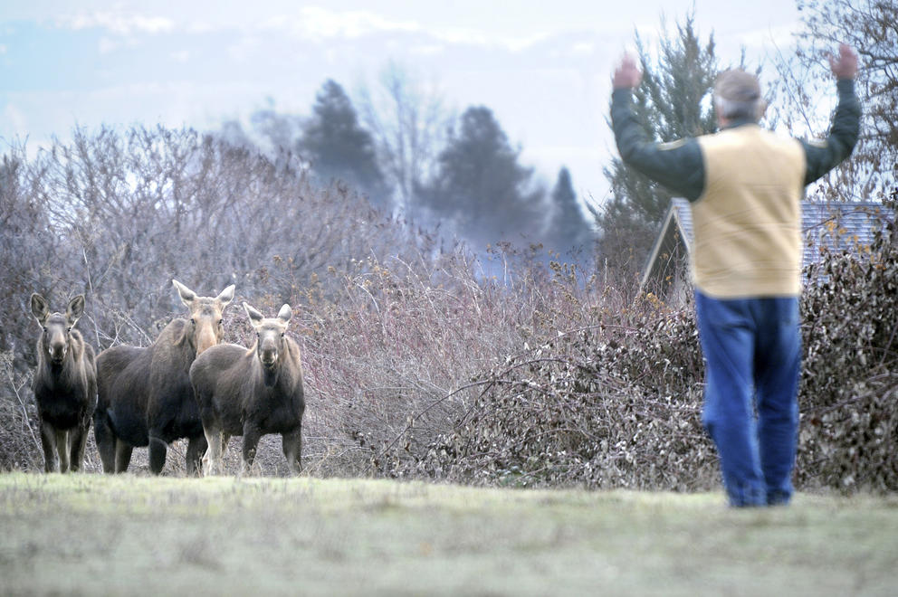 moose on a Walla Walla golf course with a biologist waving his arms