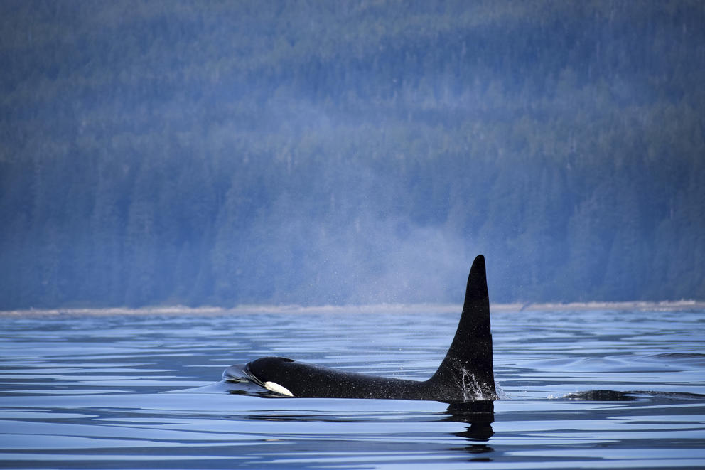 A Killer Whale Breaches the Surface near Vancouver Island, Canada.