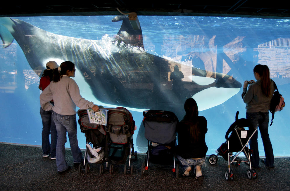 People look at an orca whale through glass at a SeaWorld in San Diego.