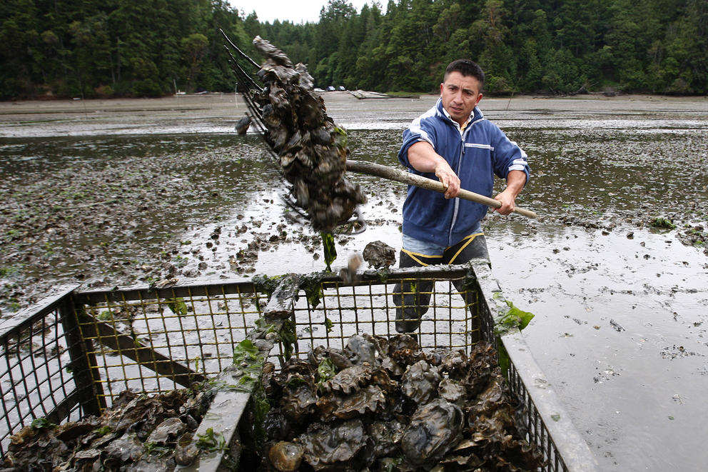 In this June 21, 2010 file photo, Efrain Rivera uses a pitchfork to harvest Pacific oysters at low tide at a Farm owned by Taylor Shellfish Co. in Oyster Bay, near Olympia. (Photo by Ted S. Warren/AP)