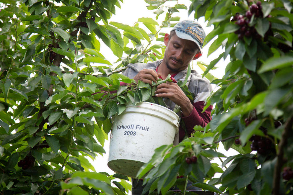 A man in a baseball cap and surrounded by leaves holds a bucket while picking cherries
