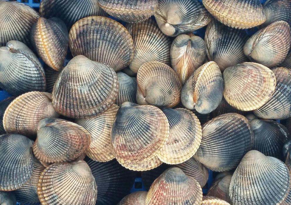 A heap of cockles in their shells. 