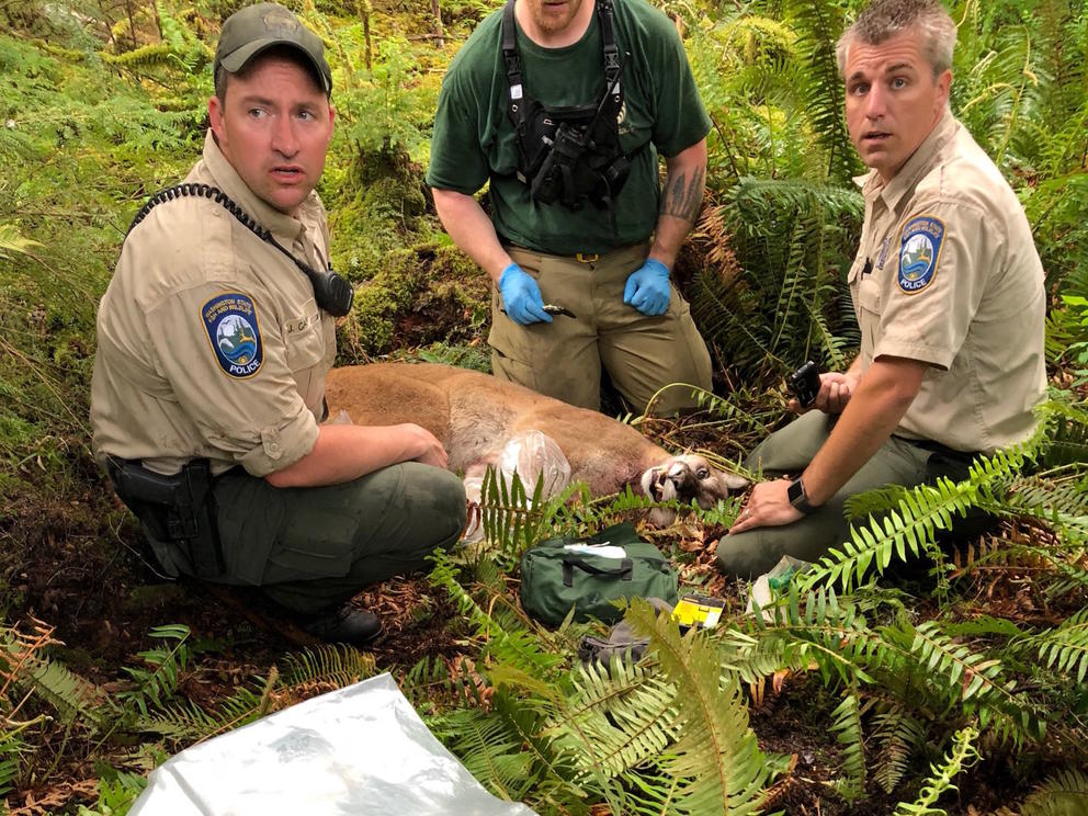A cougar suspected of killing a mountain biker 