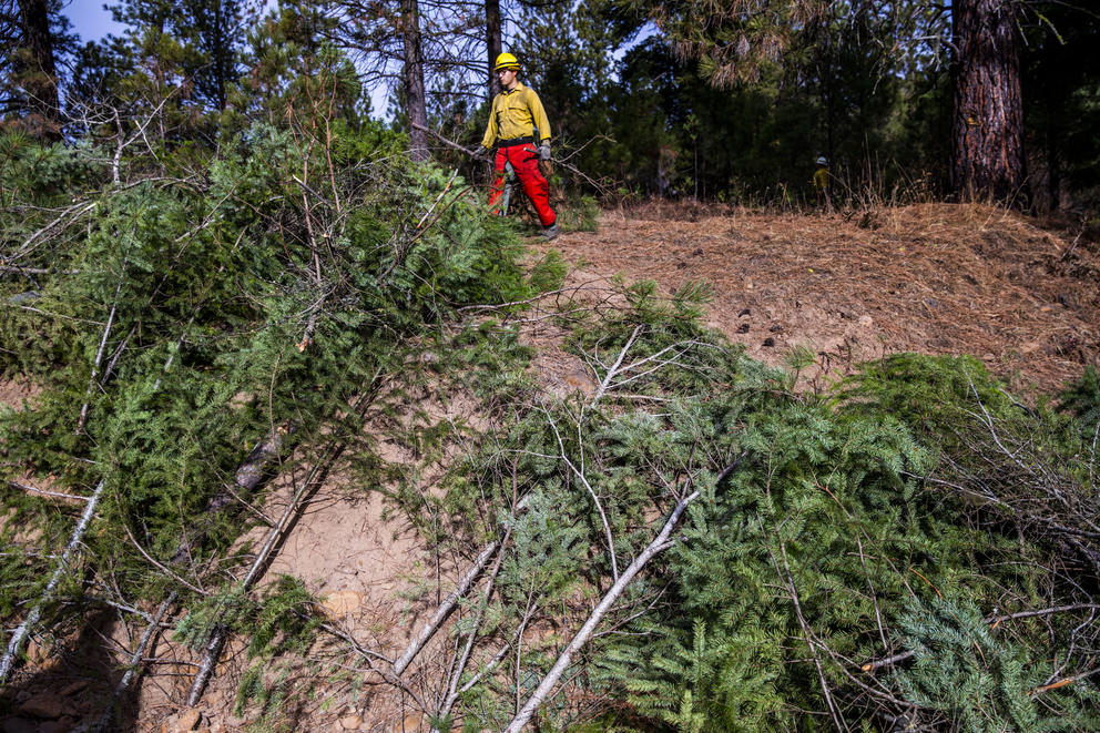 Crews work on thinning parts of the Teanaway Community Forest on Wednesday, Oct. 24, 2018, as a part of Washington State Lands Commissioner Hilary Franz's forest health treatment plan. The Department of Natural Resources is implementing the treatment plan which uses sections of dying forest for cross laminated timber. Franz says this plan will also help keep the cost of wildfire suppression down and make forests more resilient to wildfires. (Photo by Dorothy Edwards/Crosscut)