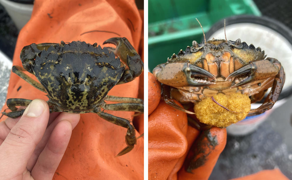 two photos of green crabs are published side by side, showing the shell and underside of a crab, as well as an egg sac