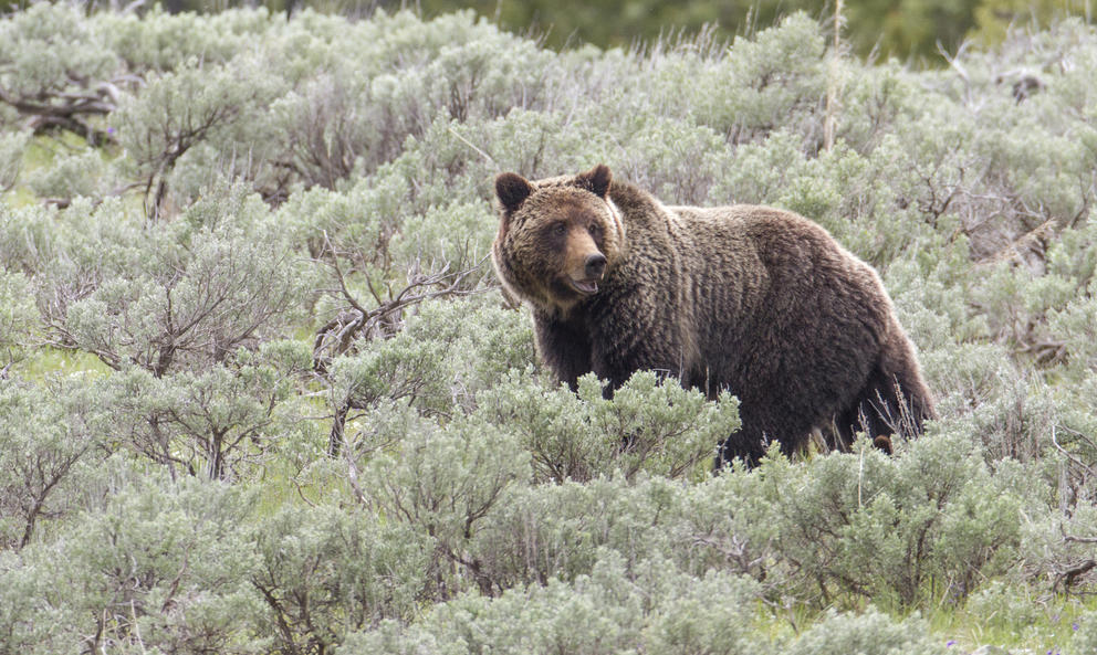 a grizzly bear stands in a field of tall grasses 