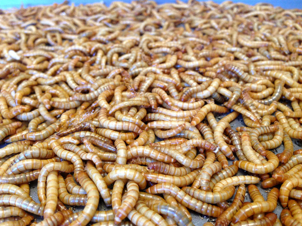 In the future, we'll all eat worms