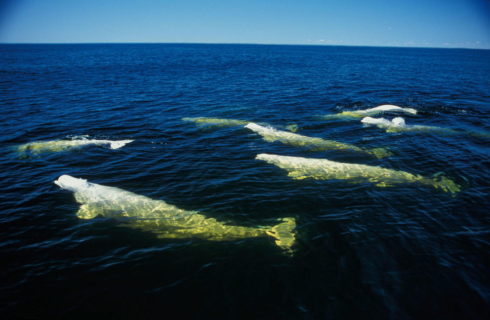 A pod of six beluga whales