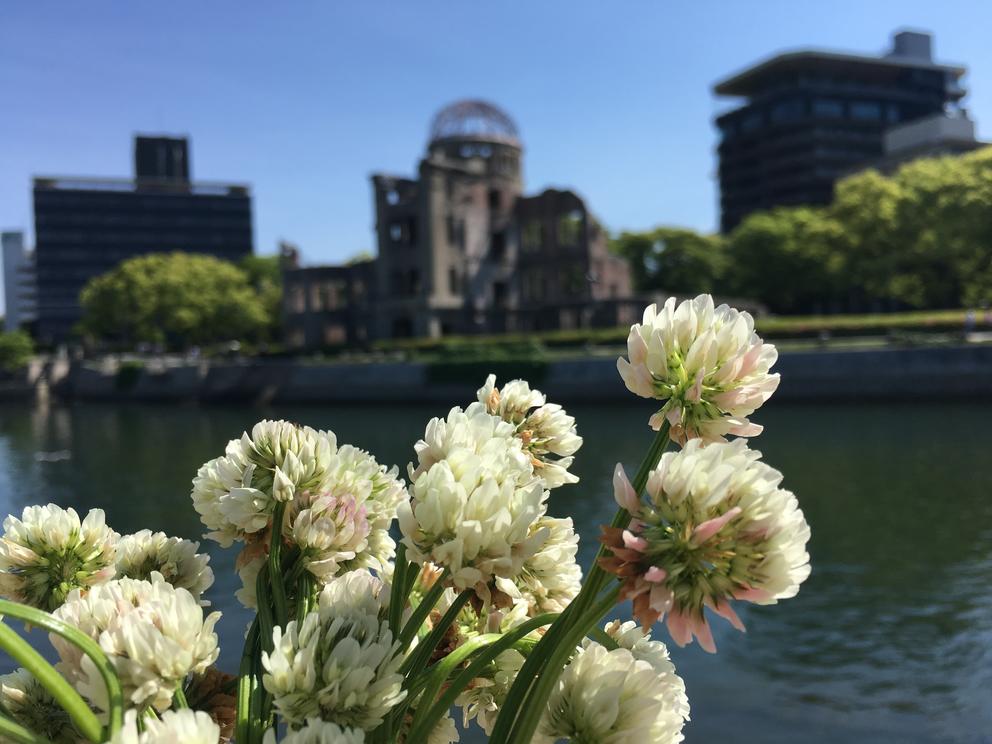 white clover flowers in front of blurred out buildings on a sunny day 