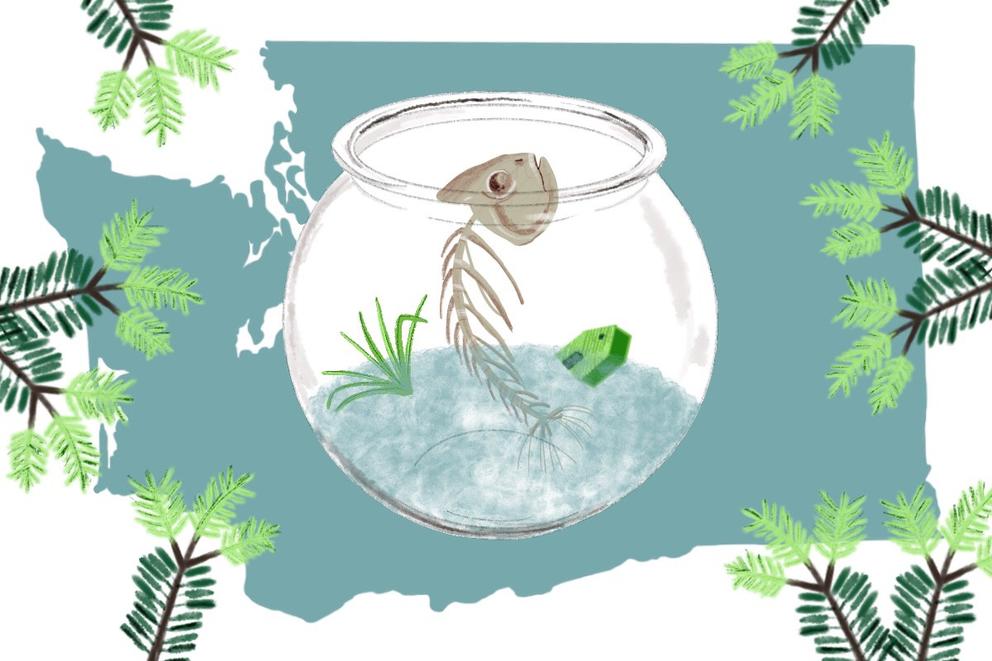 An illustration of Washington state with a fishbowl and a fish skeleton inside