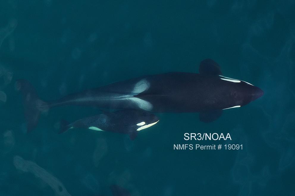 a mother orca and calf as viewed from the air 