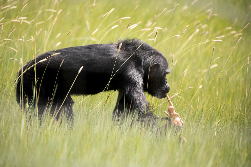 A chimp wanders the grass at the Chimpanzee Sanctuary Northwest near Cle Elum.