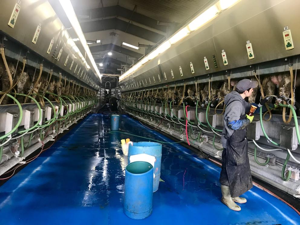 Man milks cows in large shed