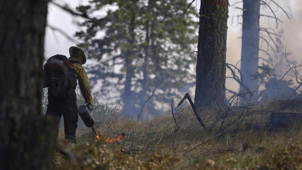 A wildland firefighter sets grass on fire in the forest