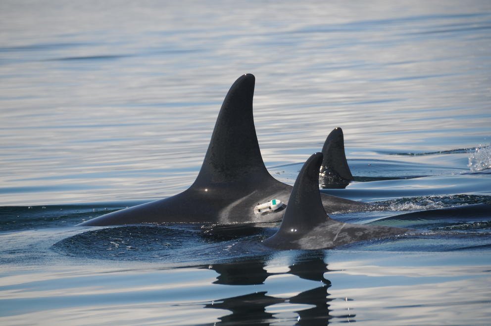 Three southern resident killer whales swimming with their dorsal fins above water 