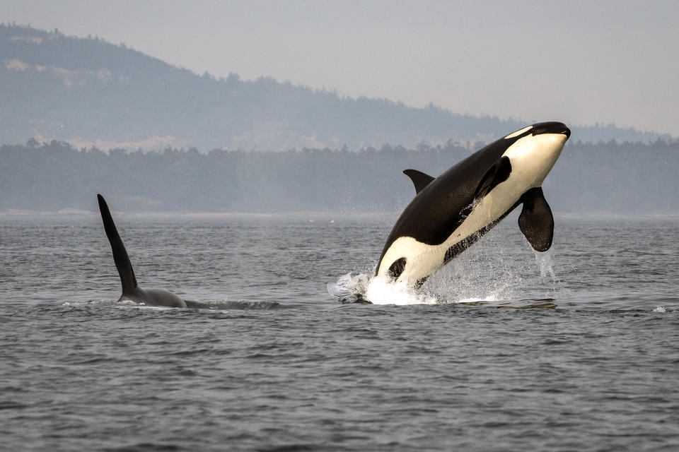 Orcas breach