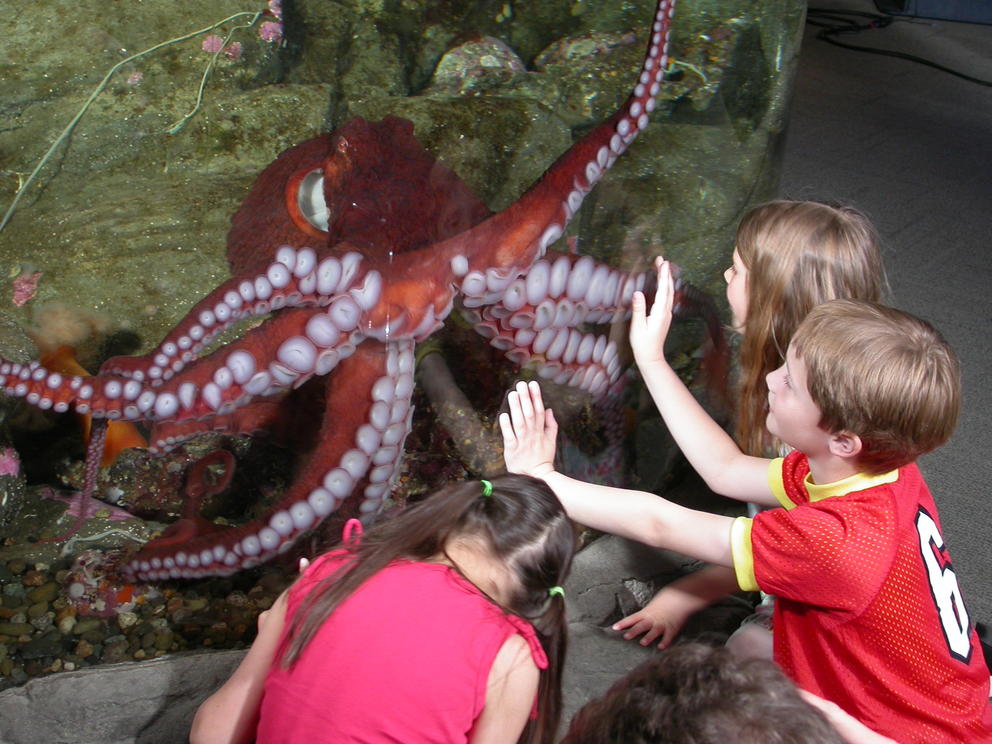Octopus at Seattle Aquarium