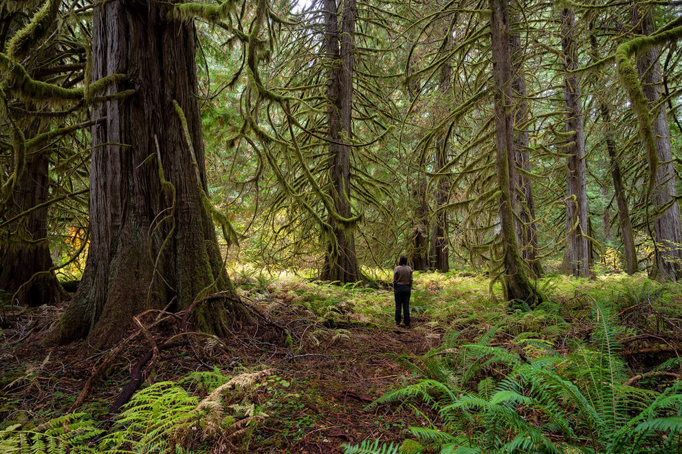 A Cascadia Wildlands volunteer stands in a Western red cedar grove within the Flat Country project area. (Andrew Kumler, Cascadia Wildlands Volunteer)