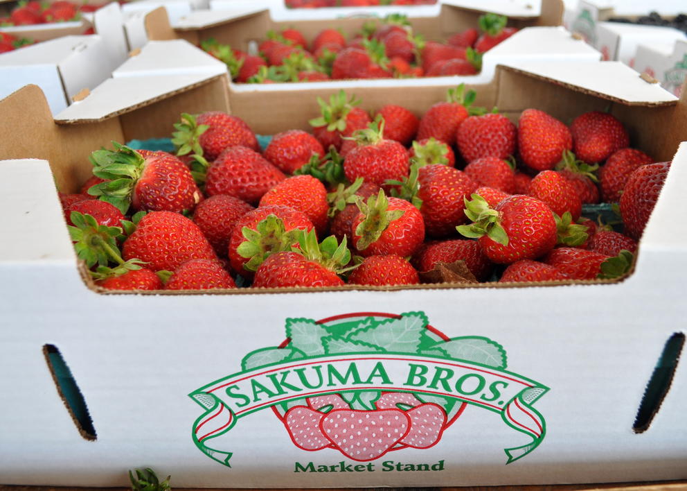 sakuma strawberries