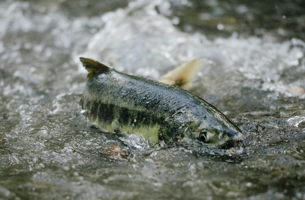 A chum salmon swims near the surface of a creek