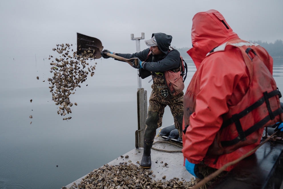 Two workers use shovels to throw shells back into the water