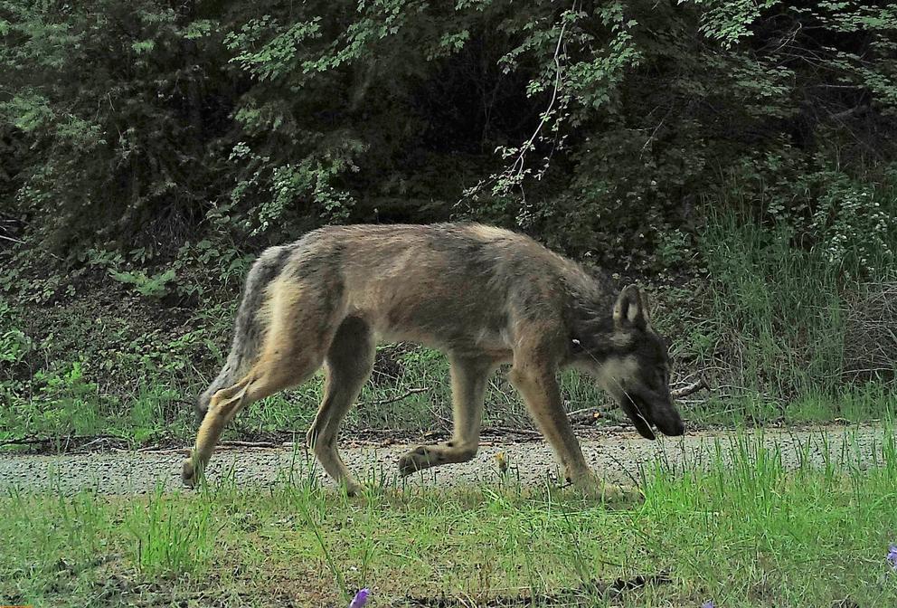 A male wolf from the Sherman Pack captured by camera trap. (Photo courtesy of Conservation Northwest)