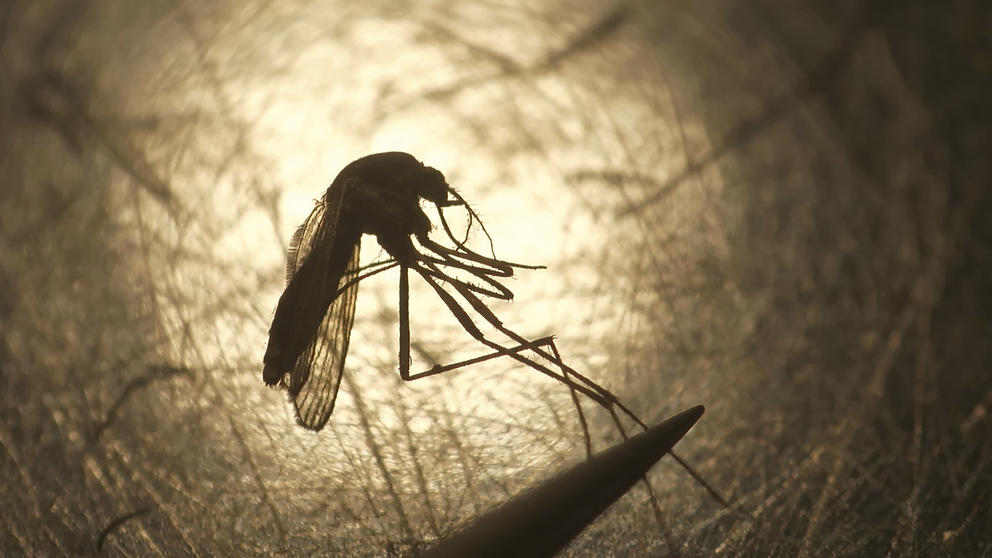 Close-up photo of a mosquito with its legs held tightly by a pair of tweezers, against a warm, backlit glow.  